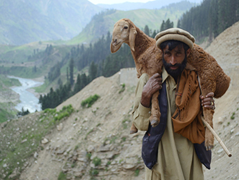 Zahra Atiq, Shepherd.