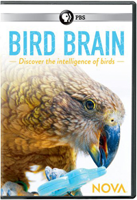 Bird Brain (2017)