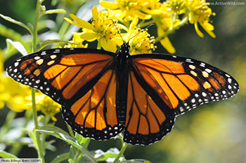 Adult Male Monarch Butterfly.