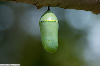 Monarch Butterfly Chrysalis.