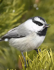 Rachel Ames, Mountain Chickadee Calls from a Ponderosa Pine Tree.