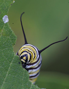 Ryan Hagerty, Monarch Caterpillar.