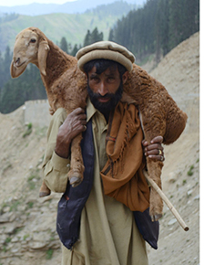 Zahra Atiq, Shepherd.